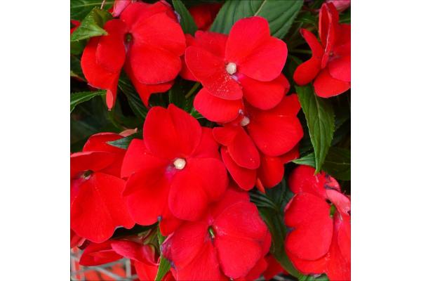 304T/12 SUNPATIENS DEEP RED