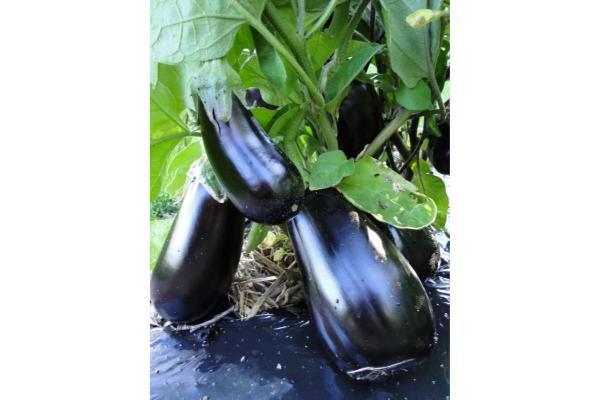 E4.75T/10 EGGPLANT CLASSIC F1