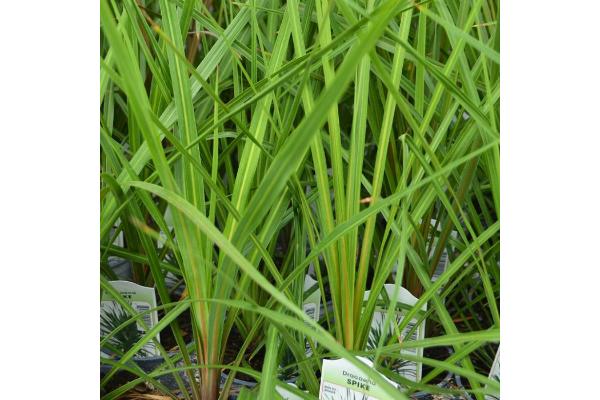 4T/10 SPIKE DRACAENA