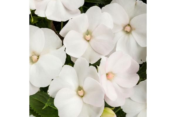 304T/12 SUNPATIENS WHITE