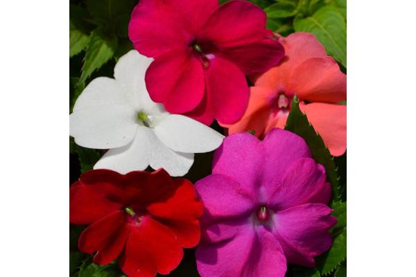 304T/12 SUNPATIENS MIX