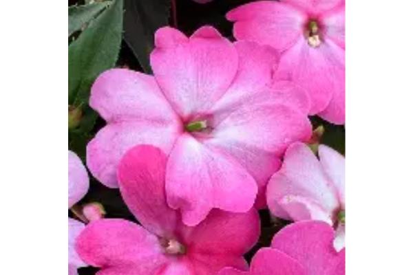 304T/12 SUNPATIENS PINK FLASH