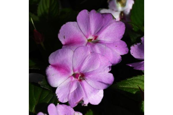 304T/12 SUNPATIENS LAVENDER SPLASH