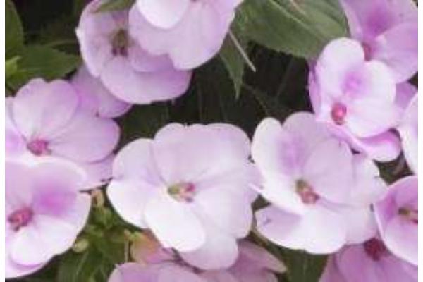 304T/12 SUNPATIENS ORCHID BLUSH