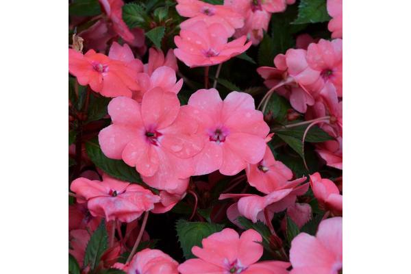 304T/12 SUNPATIENS CORAL PINK
