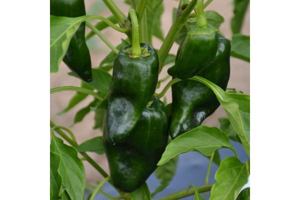 E4.75T/10 PEPPER POBLANO