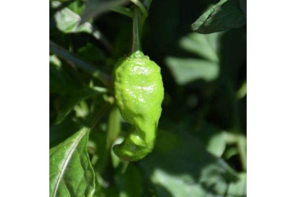 E4.75T/10 PEPPER GHOST BHUT JOLOKIA