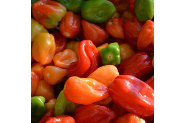 E4.75T/10 PEPPER HABANERO