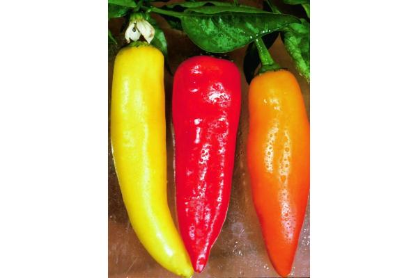 E4.75T/10 PEPPER HOT BANANA