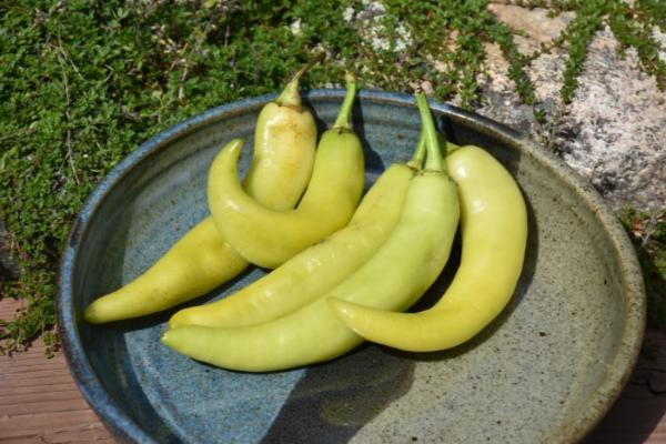 E4.75T/10 PEPPER SWEET BANANA