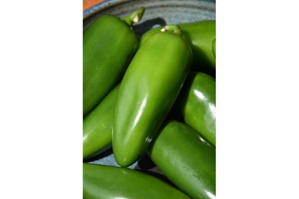 E4.75T/10 PEPPER JALAPENO
