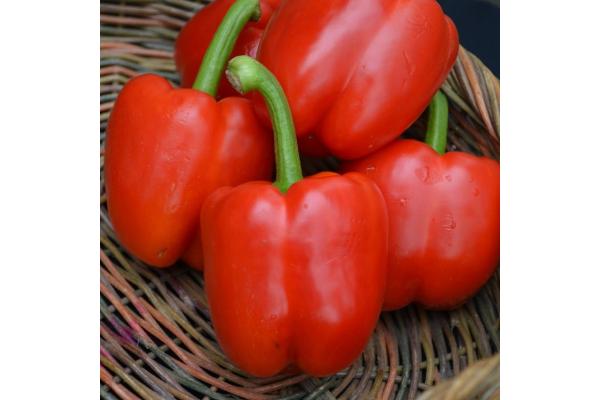 E4.75T/10 PEPPER RED BELL