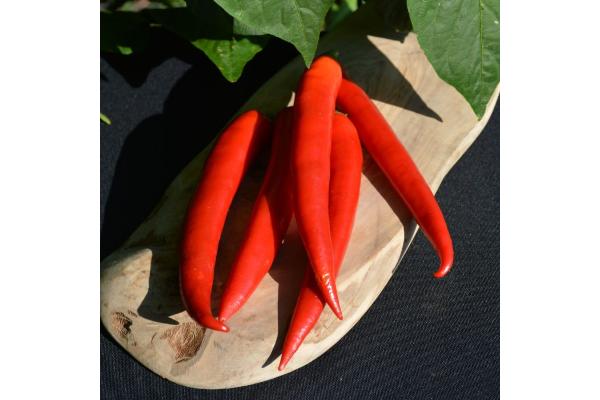 E4.75T/10 PEPPER SUPER CHILI