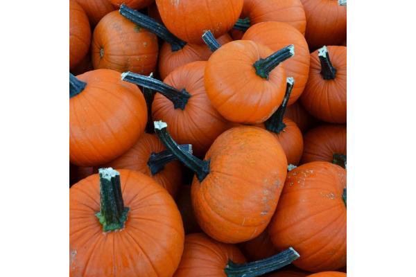 E4.75T/10 PUMPKIN - PIE