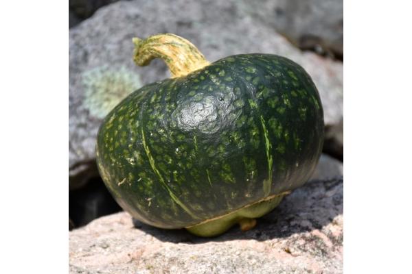 E4.75T/10 SQUASH BUTTERCUP HYBRID