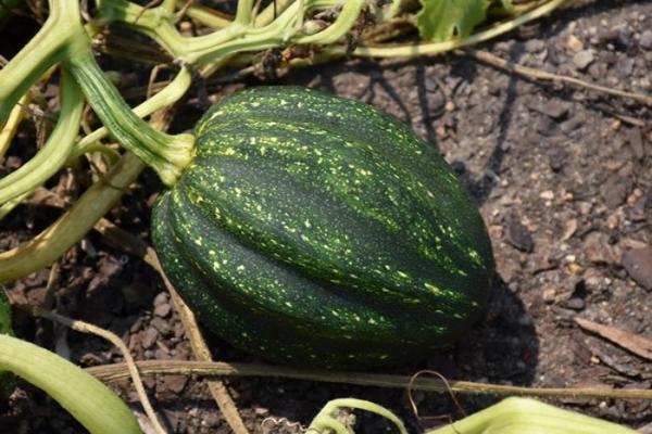 E4.75T/10 SQUASH ACORN HYBRID