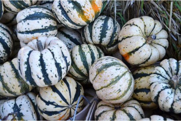 E4.75T/10 SQUASH SWEET DUMPLING