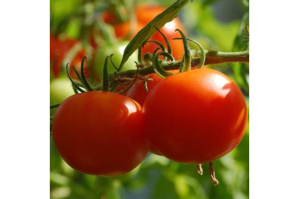 E4.75T/10 TOMATO CELEBRITY