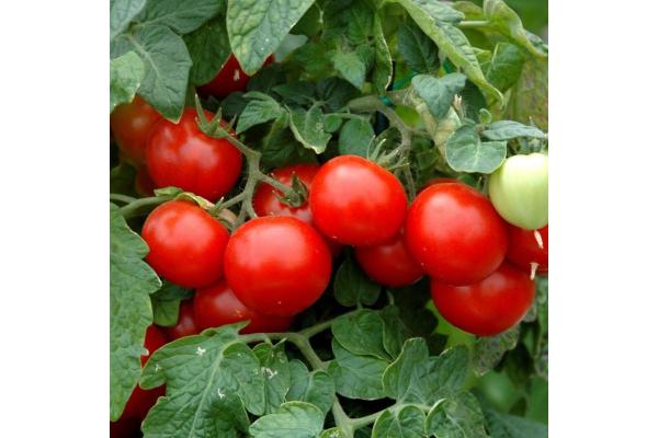 E4.75T/10 TOMATO HUSKY CHERRY RED