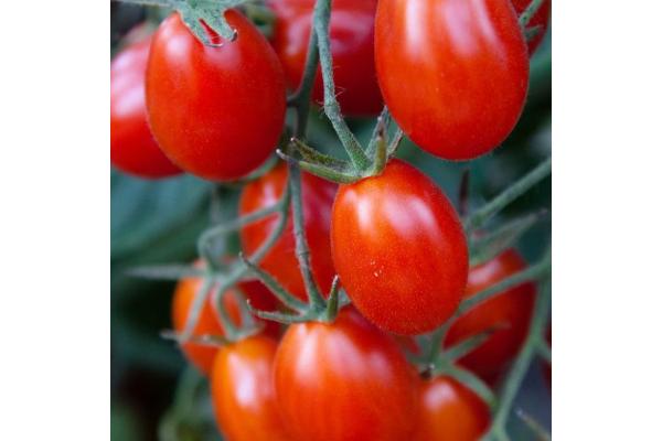 E4.75T/10 TOMATO GRAPE JULIET