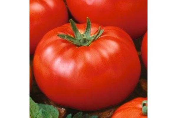 E4.75T/10 TOMATO HEIRLOOM BEEFSTEAK