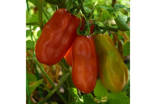 E4.75T/10 TOMATO HEIRLOOM SAN MARZANO