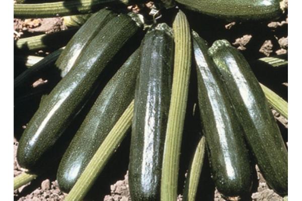 E4.75T/10 ZUCCHINI AMBASSADOR