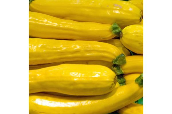 E4.75T/10 ZUCCHINI GOLDEN ZEBRA YELLOW