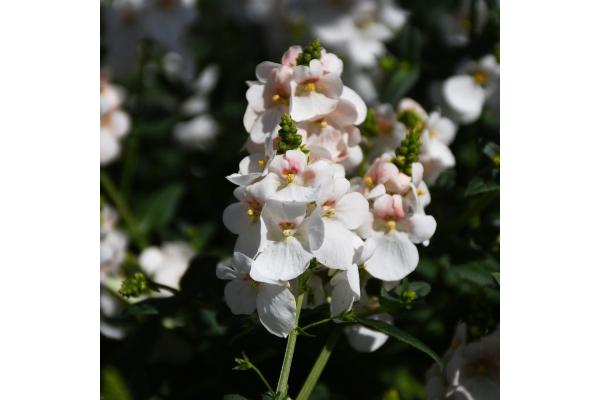 4.75" DIASCIA TRINITY GRACE