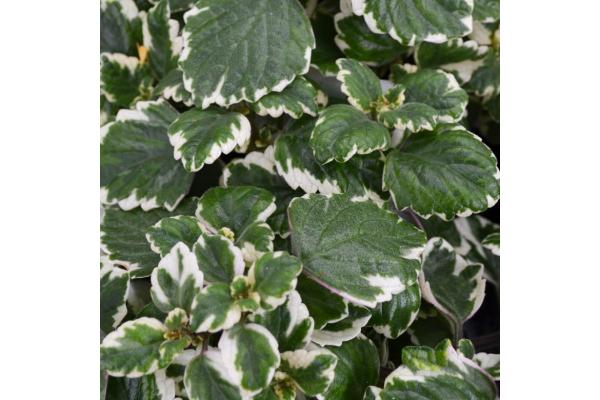 4.75T/10 CANDLESTICK IVY