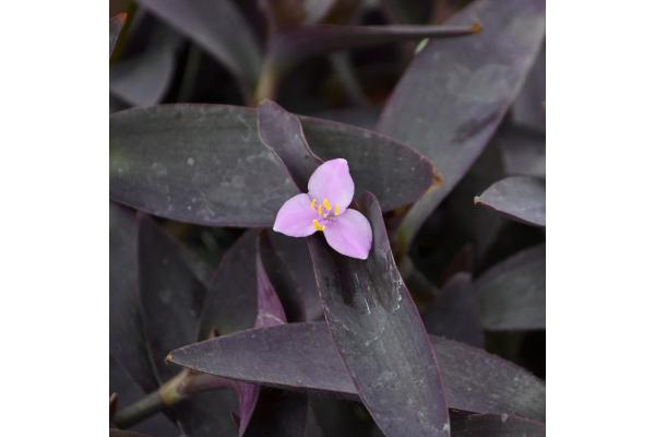 4.75T/10 SETCREASEA PURPLE QUEEN