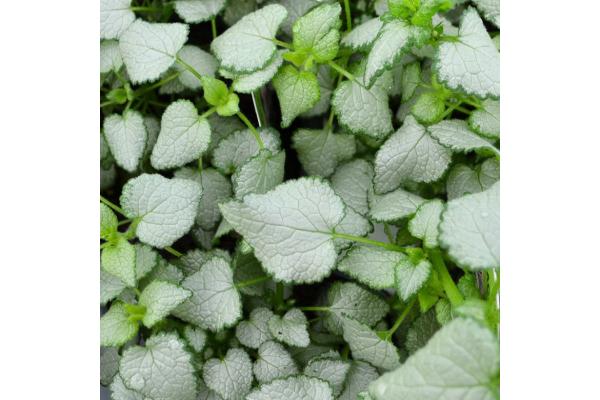 4.75T/10 LAMIUM BEACON SILVER