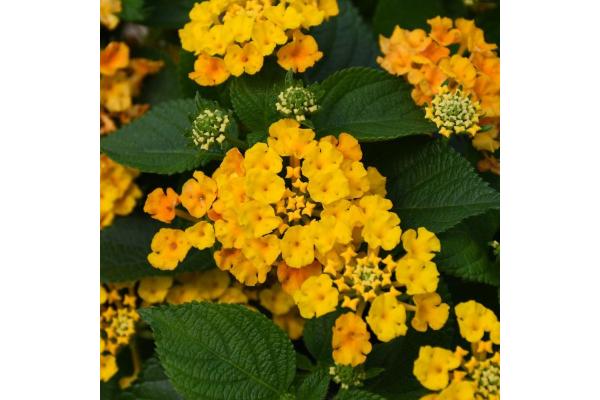 4.75T/10 LANTANA BANDOLISTA PINEAPPLE