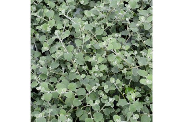 4.75T/10 LICORICE VINE WHITE