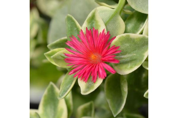 4.75T/10 DOROTHEANTHUS MEZOO RED