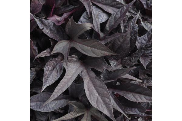 4.75T/10 SWEET POTATO VINE BLACKIE