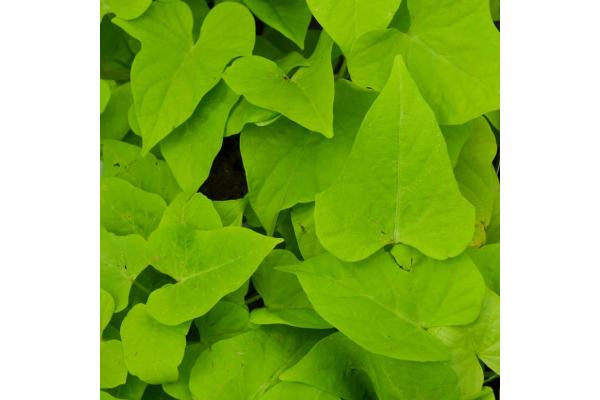 4.75T/10 SWEET POTATO VINE CHARTREUSE