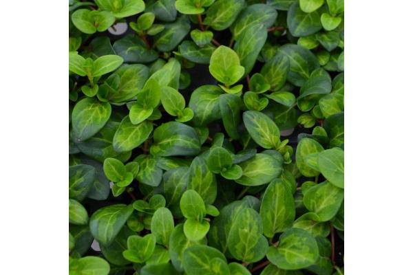 4T/10 VINCA VINE MACULATA