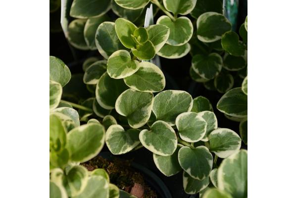 4T/10 VINCA VINE VARIEGATED