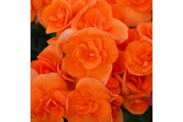 4.33T/8 BEGONIA RIEGER ORANGE