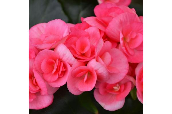 4.33T/8 BEGONIA RIEGER PINK