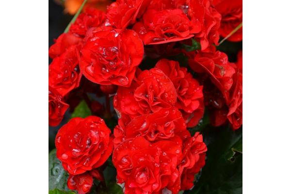 4.33T/8 BEGONIA RIEGER RED