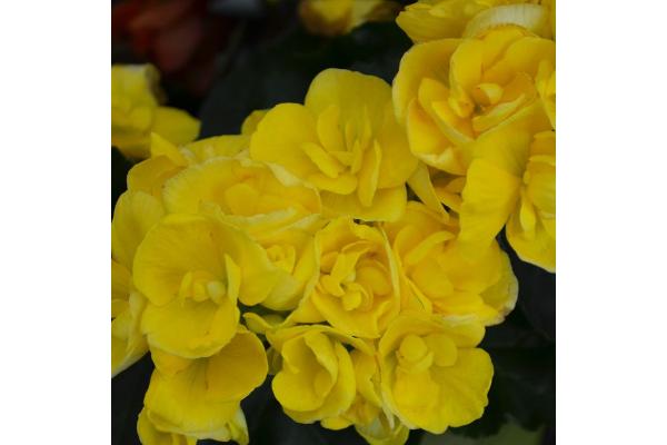 4.33T/8 BEGONIA RIEGER YELLOW