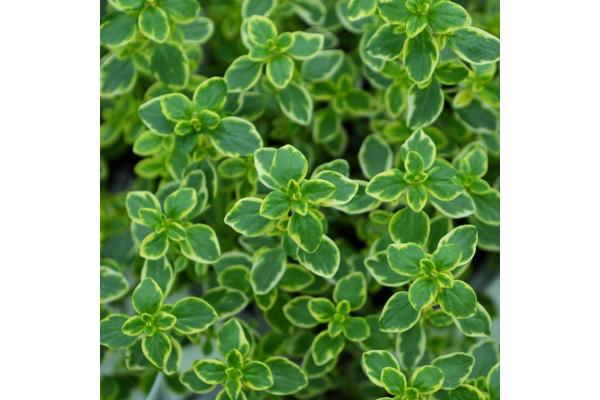 E4T/10 HERB THYME LEMON