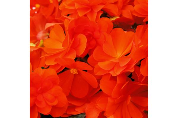 4.75T/10 BEGONIA ICANDY INFERNO