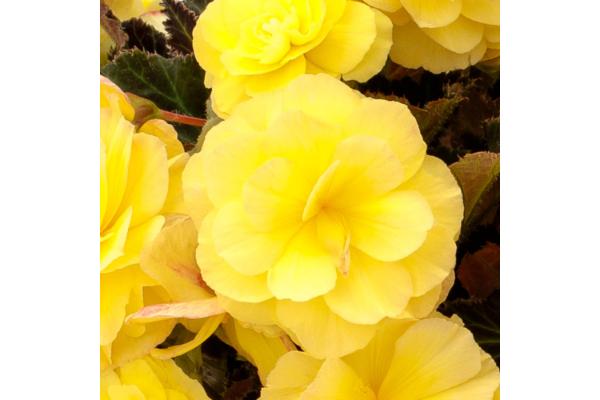 4.75T/10 BEGONIA ICANDY LEMON YELLOW