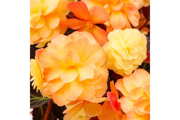 4.75T/10 BEGONIA ICANDY SUNSET
