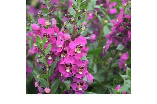 4.75T/10 ANGELONIA GUARDIAN ANGEL PINK