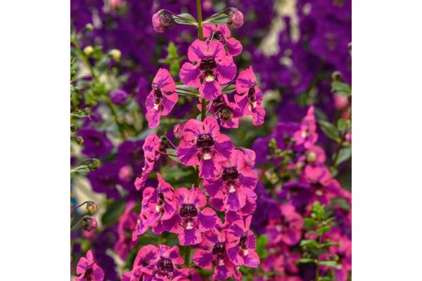 4.75T/10 ANGELONIA GUARDIAN ANGEL BERRY SPARKLER