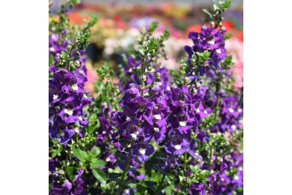 4.75T/10 ANGELONIA BIG INDIGO